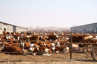 金融&ldquo;活水&rdquo;助力乡村产业链条发展