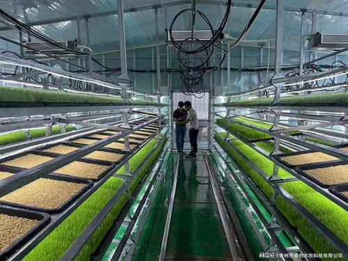 水培牧草 开启高效、营养、健康的畜牧业优质饲料新时代