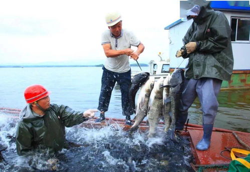 水产养殖助力乡村振兴 长寿之乡贵州印江、湖北钟祥、贵州赤水的实践探索与饲料销售新机遇