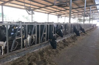 产学结合，双向赋能 宜昌牛养殖企业调研与畜牧饲料产业发展新思考