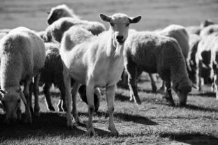 2016年下半年畜牧渔业饲料销售形势分析